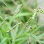 dallisgrass weed