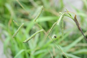 dallisgrass weed