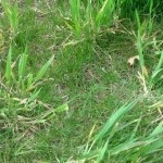 quackgrass weed