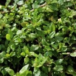 chickweed