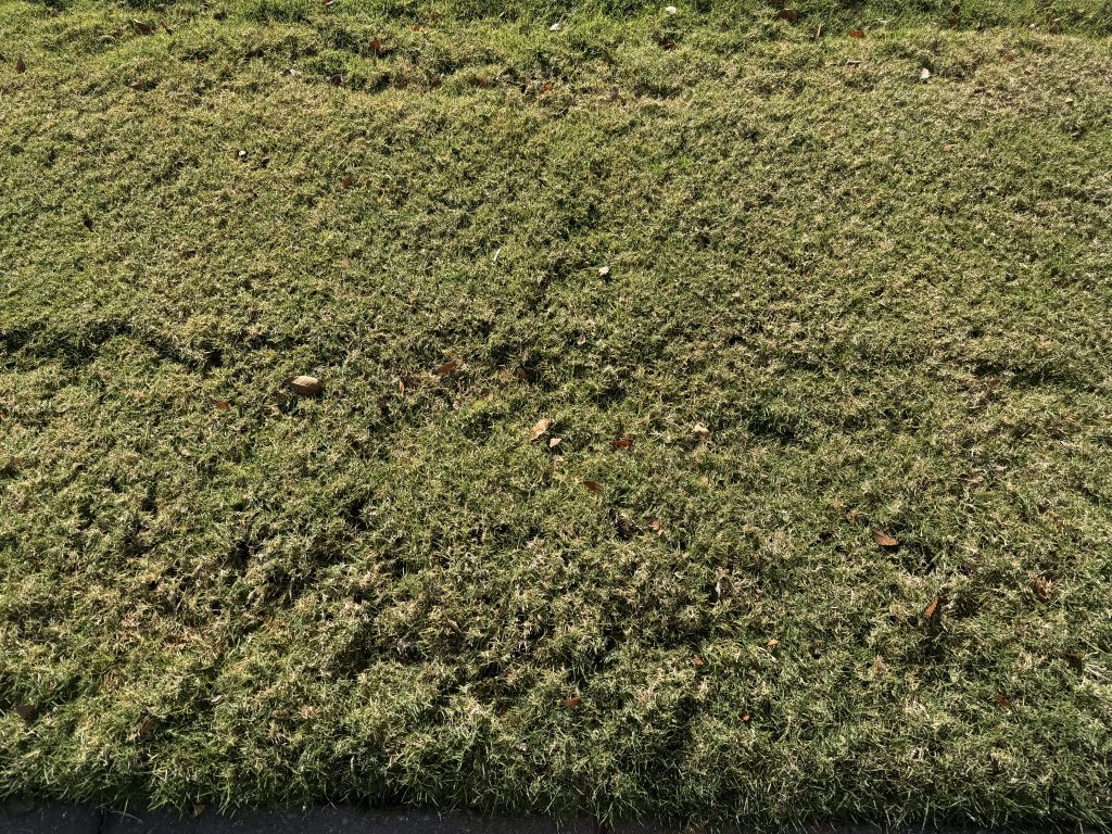 Do You Water Lawn in Winter? Winter Lawn Watering Tips