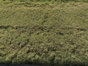 fall lawn preparing for dormancy