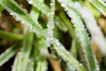 how often should you water your lawn in winter