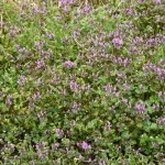 henbit