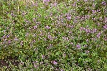 henbit