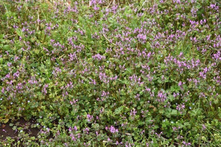 Why You Should Kill Winter Weeds to Prepare Lawn for Spring