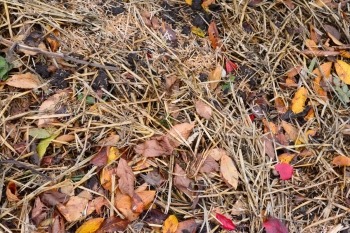 Straw Mulch Mixture