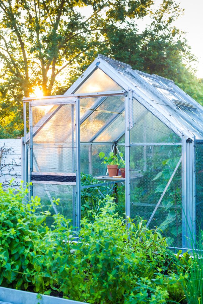 Starting Seeds in a Greenhouse- 6 Tips for Success
