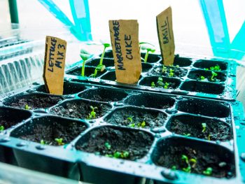 greenhouse grow tips