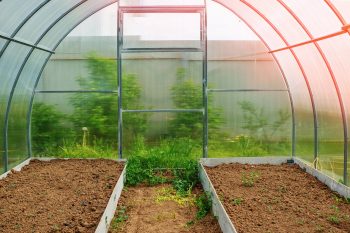 grow seeds in a greenhouse
