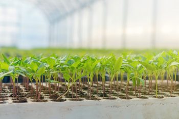 seeds growing in greenhouse