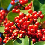 top 18 rabbit-resistant flowering plants- holly shrub