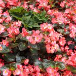 begonia flower