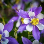 top 18 rabbit-resistant flowering plants- columbine flower