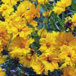 coreopsis flower