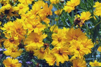 how to deadhead coreopsis flower