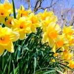 daffodil flower