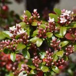 hawthorn flower