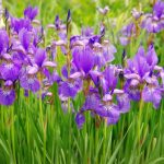 iris flower
