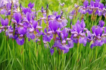 iris flower