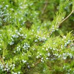 juniper shrub