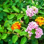 top 18 rabbit-resistant flowering plants- lantana