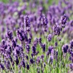 lavender flower