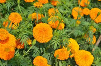marigold flower