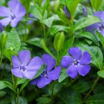 periwinkle flower