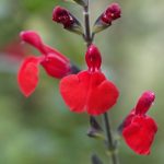top 18 rabbit-resistant flowering plants- sage flower