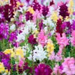 snapdragon flower