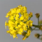 top 18 rabbit-resistant flowering plants-sweet alyssum flower