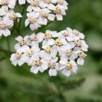yarrow flower