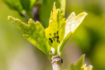 aphids-garden foe