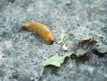 slug-keep them out of gardens