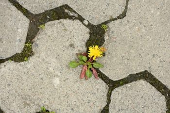 weed in pavers