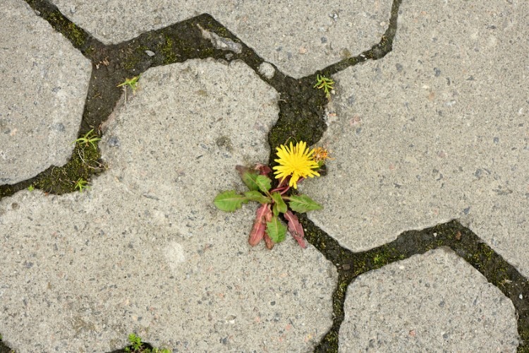 Natural Weed Killers for Pavers