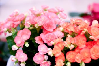 7 best summer flowers in dallas