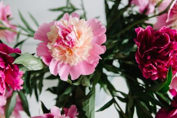 7 best summer flowers for dallas