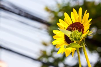 7 best summer flowers for dallas
