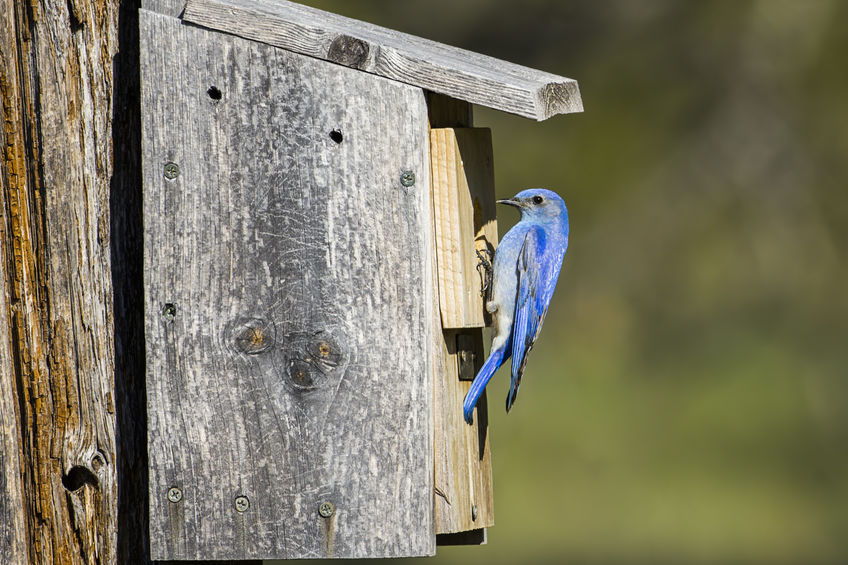 How a Birdhouse Can Attract Birds and Brighten Your Garden