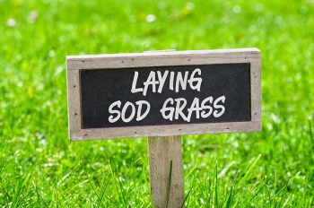 install bermuda sod