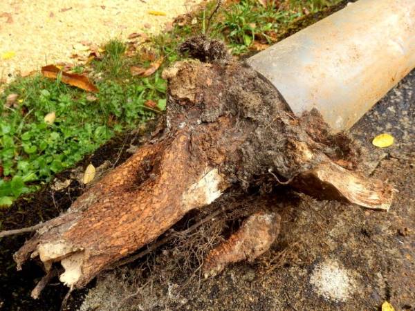 Kill Tree Roots in Lawn- Learn What to Do