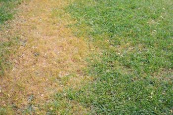 When should a lawn be aerated?
