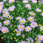 Perennials to Plant in the Fall: Zone 8