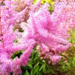 astilbe flower