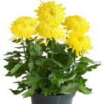 chrysanthemums