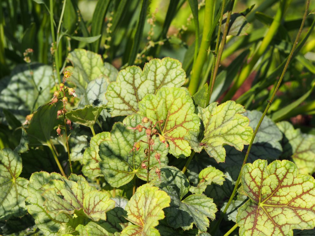 coral bells