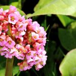 perennials to plant in the fall: zone 8