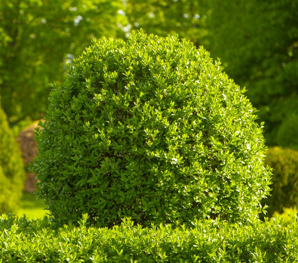 boxwood shrub 